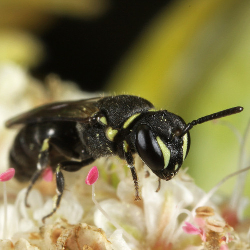 Meet the Native Bees of NYC! Brooklyn Greenway Initiative